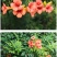 凌霄花苗盆栽四季爬墙藤本植物美国炮仗大花浓香庭院阳台老桩