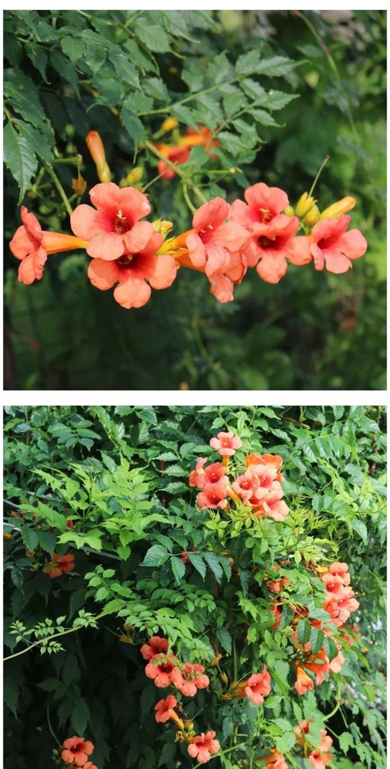 凌霄花苗盆栽四季爬墙藤本植物美国炮仗大花浓香庭院阳台老桩