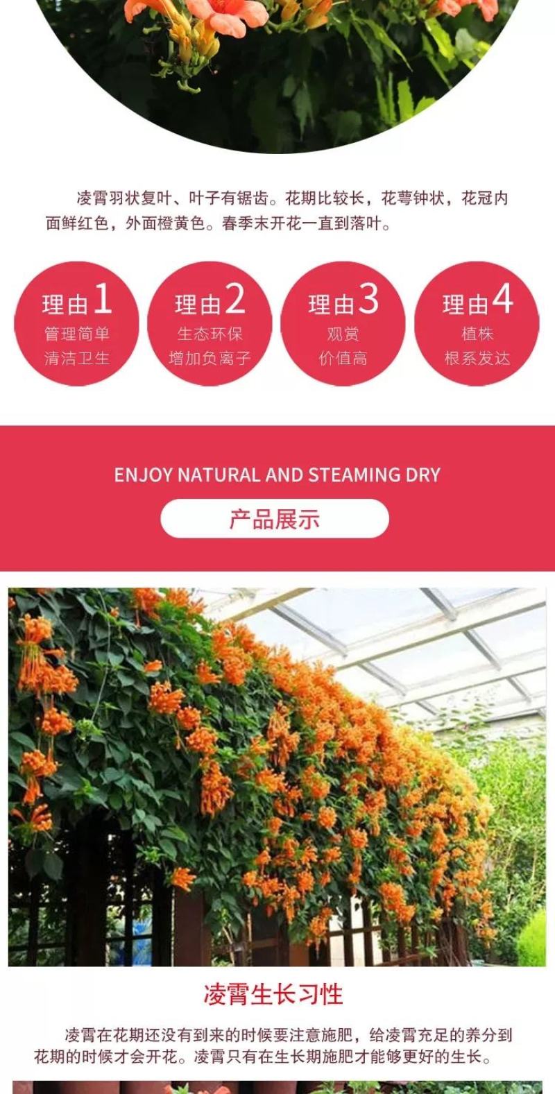 凌霄花苗盆栽四季爬墙藤本植物美国炮仗大花浓香庭院阳台老桩