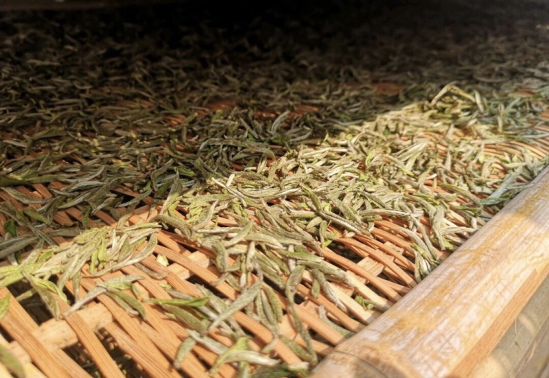 头采白豪银针芽头肥壮散装福鼎高山蟠溪山正宗