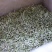 头采白豪银针芽头肥壮散装福鼎高山蟠溪山正宗