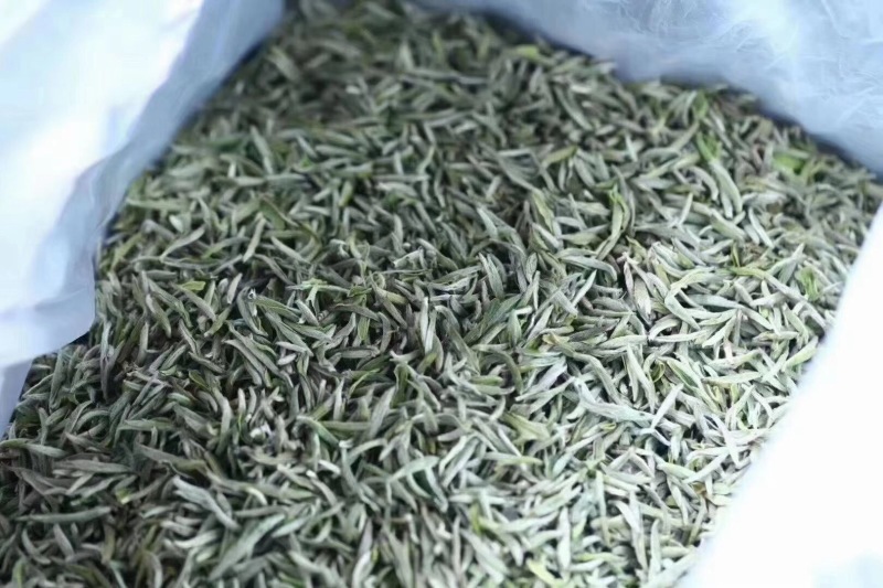 头采白豪银针芽头肥壮散装福鼎高山蟠溪山正宗