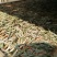 头采白豪银针芽头肥壮散装福鼎高山蟠溪山正宗