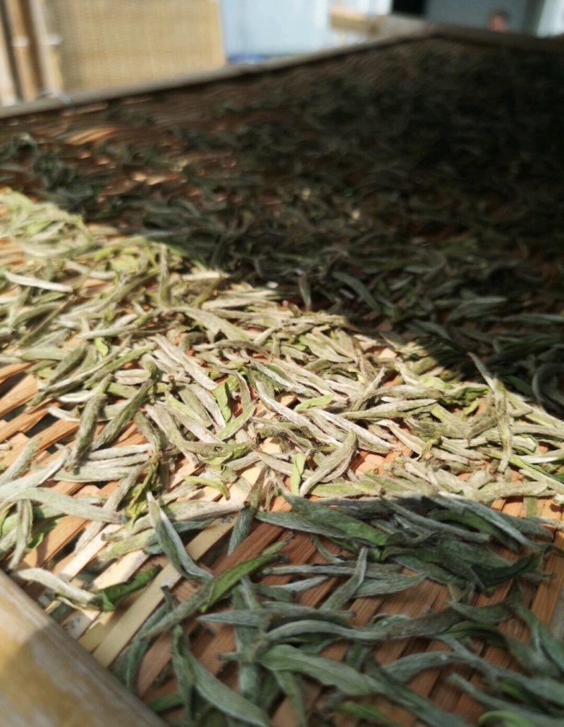 头采白豪银针芽头肥壮散装福鼎高山蟠溪山正宗