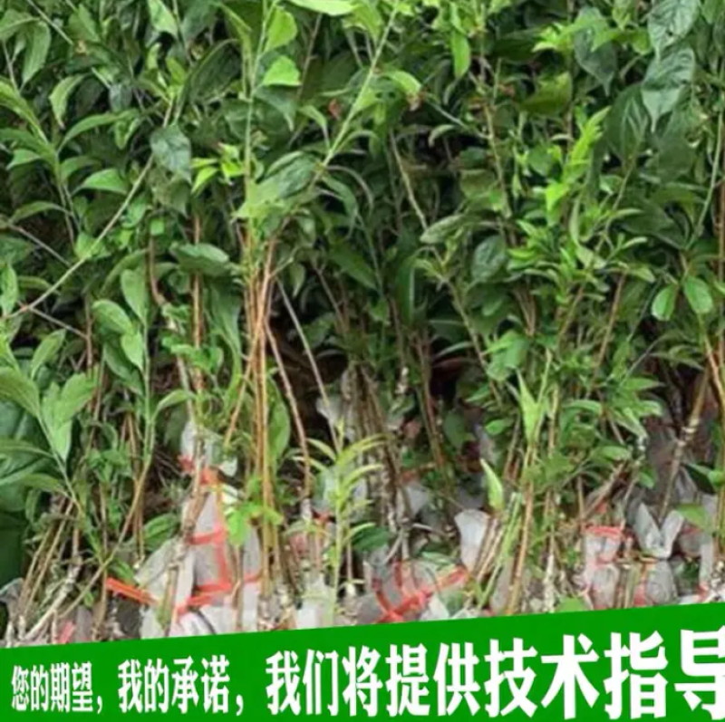 [优选]三华李苗李子苗迟熟三华李早熟三华李现挖