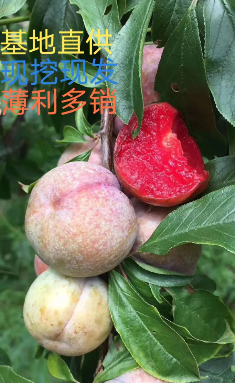 [优选]三华李苗李子苗迟熟三华李早熟三华李现挖