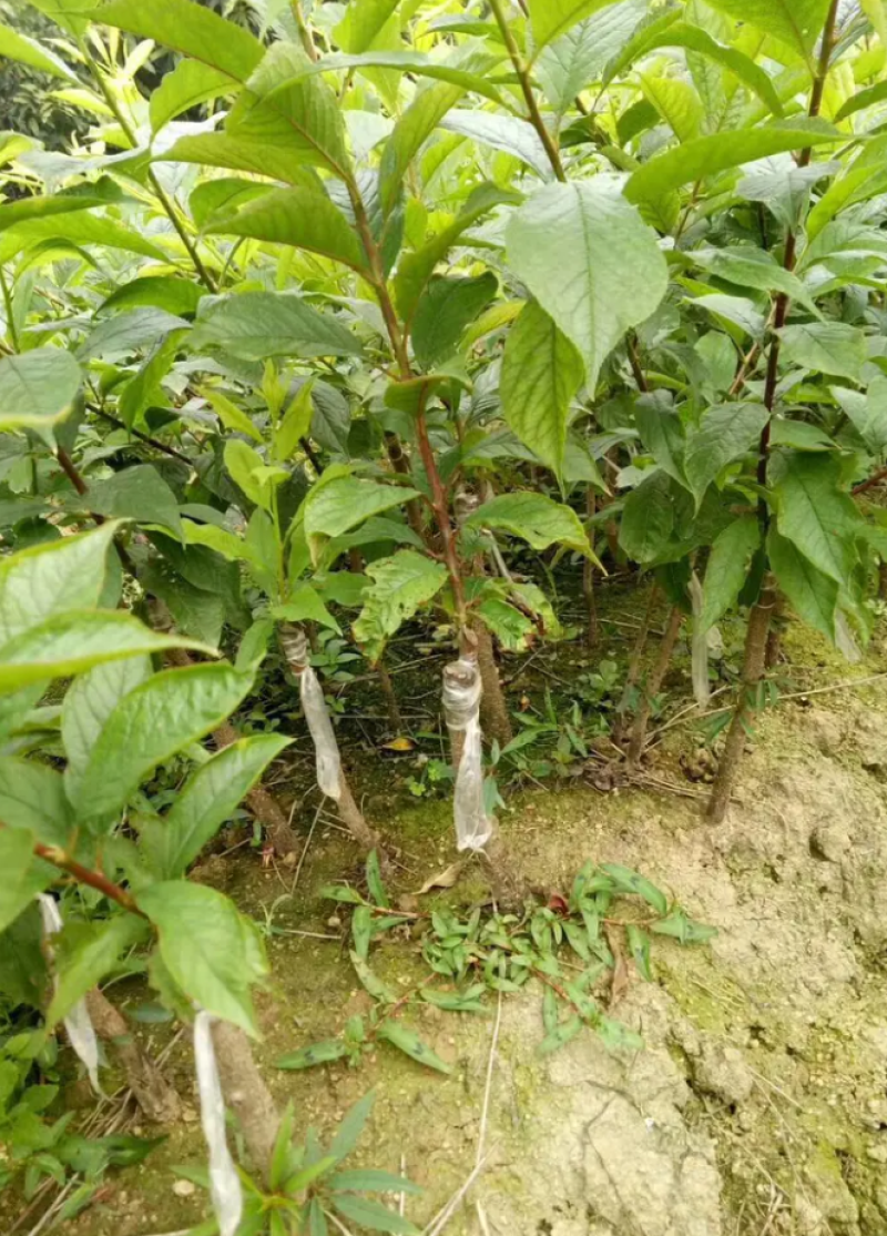 [优选]三华李苗李子苗迟熟三华李早熟三华李现挖
