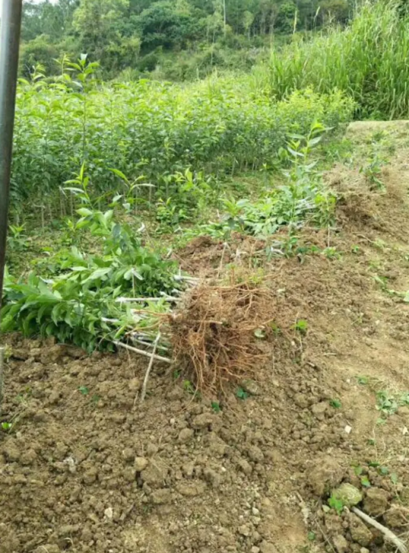 [优选]三华李苗李子苗迟熟三华李早熟三华李现挖