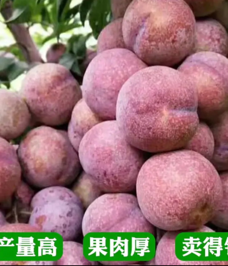[优选]三华李苗李子苗迟熟三华李早熟三华李现挖