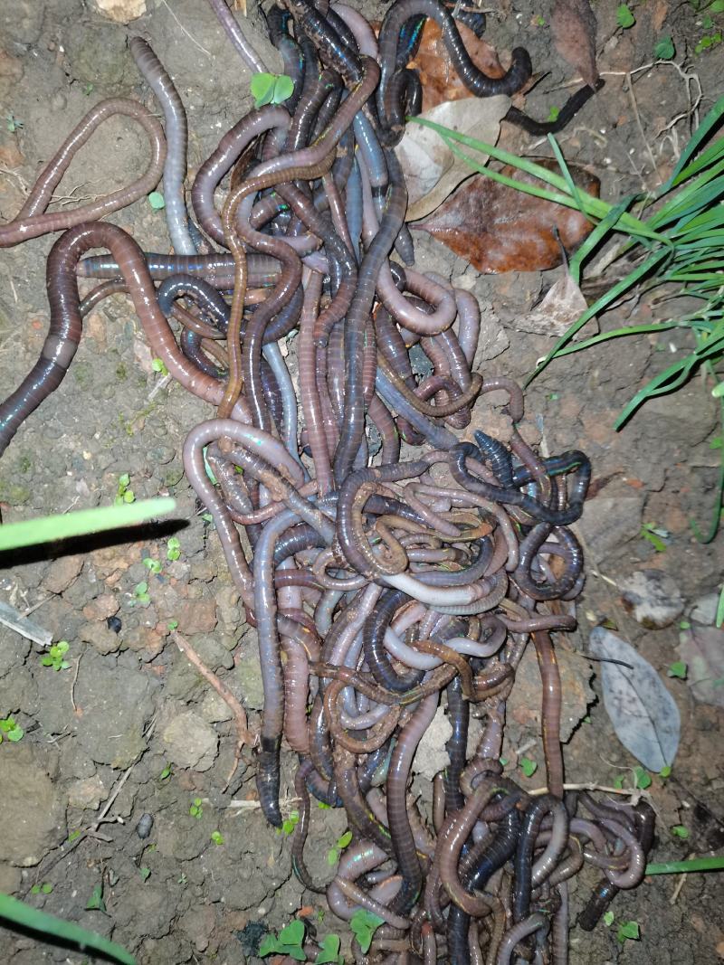 广地龙鲜货野生鲜货合作共赢