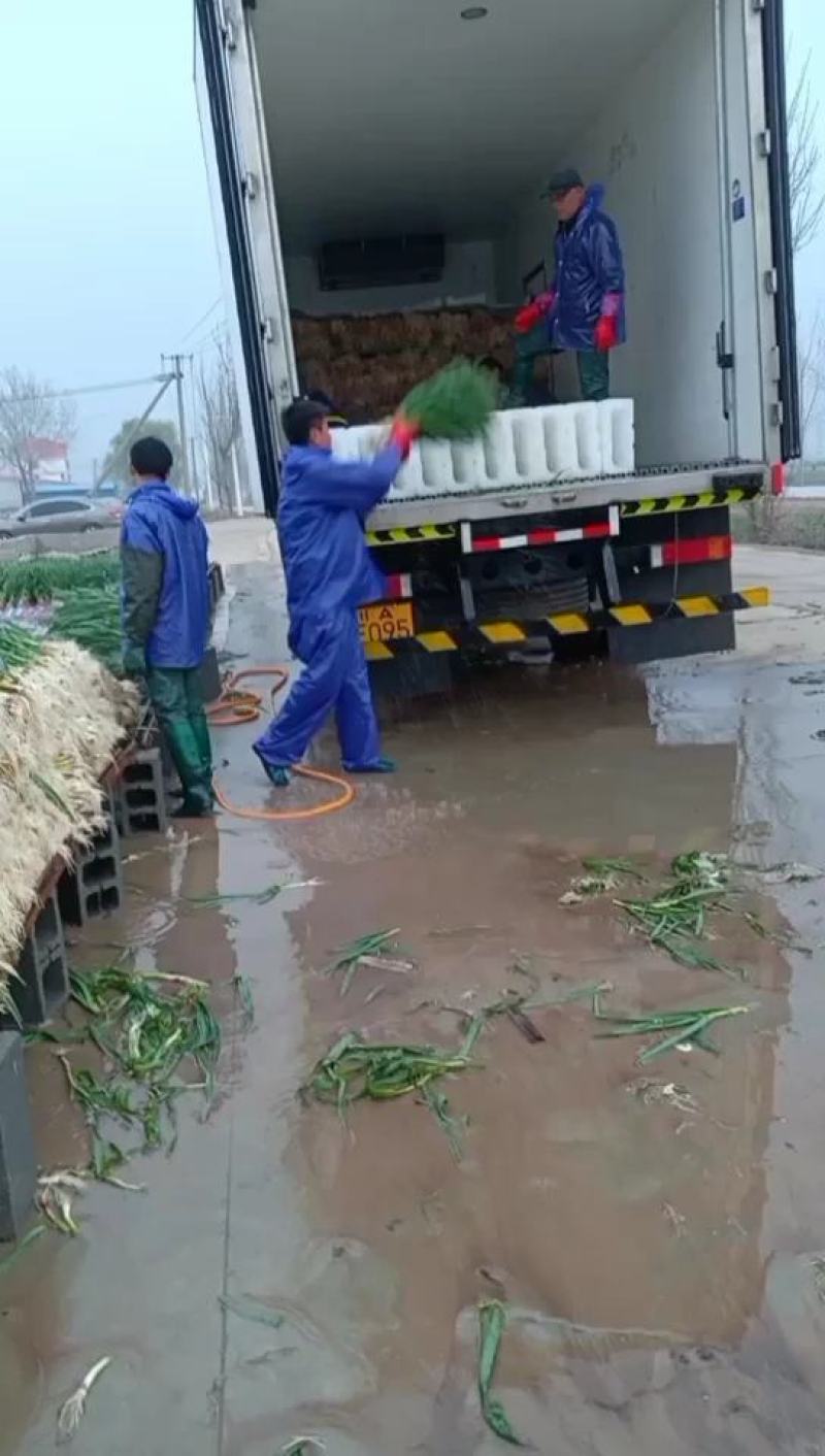 山东蒜苗，红根蒜苗，鱼台县李阁镇，，，可水洗，干苗，毛货