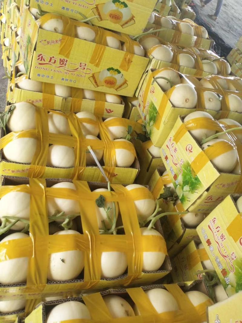 【甜瓜】东方蜜1号甜瓜精品甜瓜口感清脆皮薄多汁
