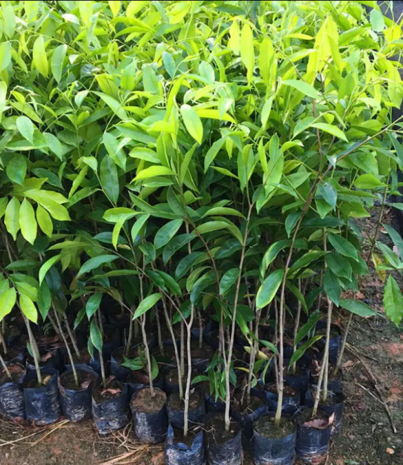 [优选]沉香苗奇楠沉香苗黄花梨树苗沉香嫁接苗包邮
