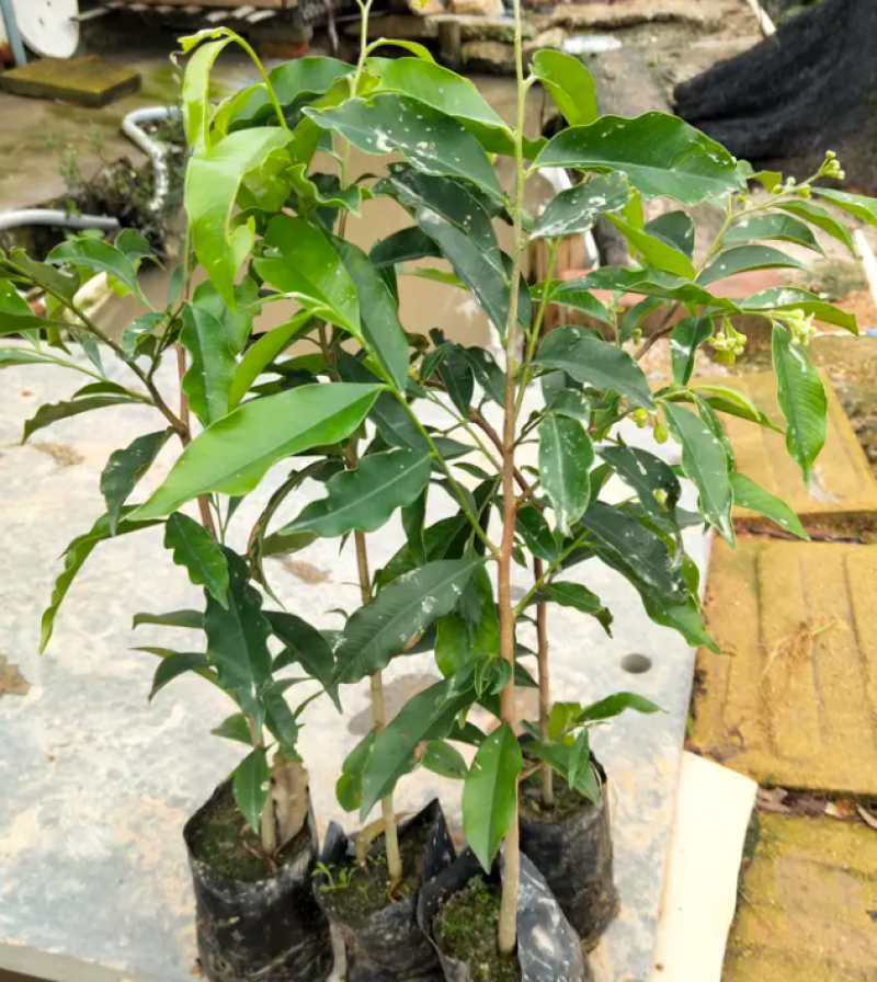 [优选]沉香苗奇楠沉香苗黄花梨树苗沉香嫁接苗包邮