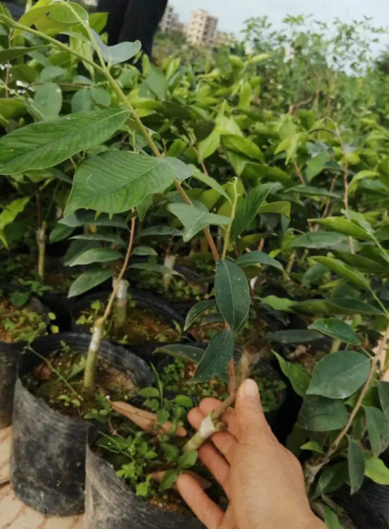 [优选]沉香苗奇楠沉香苗黄花梨树苗沉香嫁接苗包邮