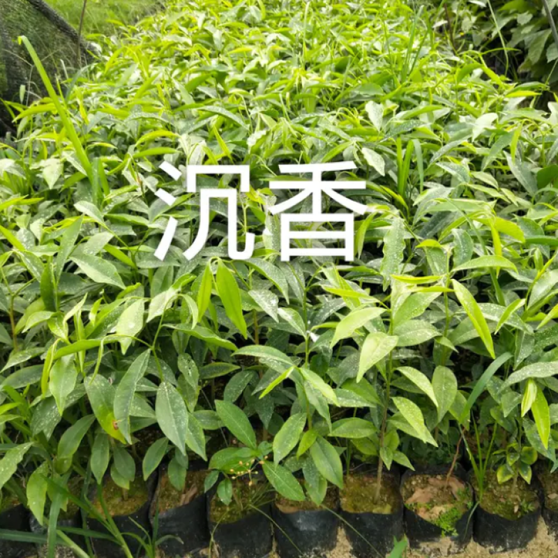 [优选]沉香苗奇楠沉香苗黄花梨树苗沉香嫁接苗包邮