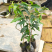 [优选]沉香苗奇楠沉香苗黄花梨树苗沉香嫁接苗包邮
