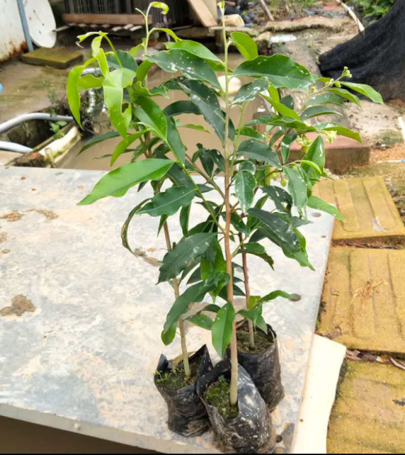 [优选]沉香苗奇楠沉香苗黄花梨树苗沉香嫁接苗包邮