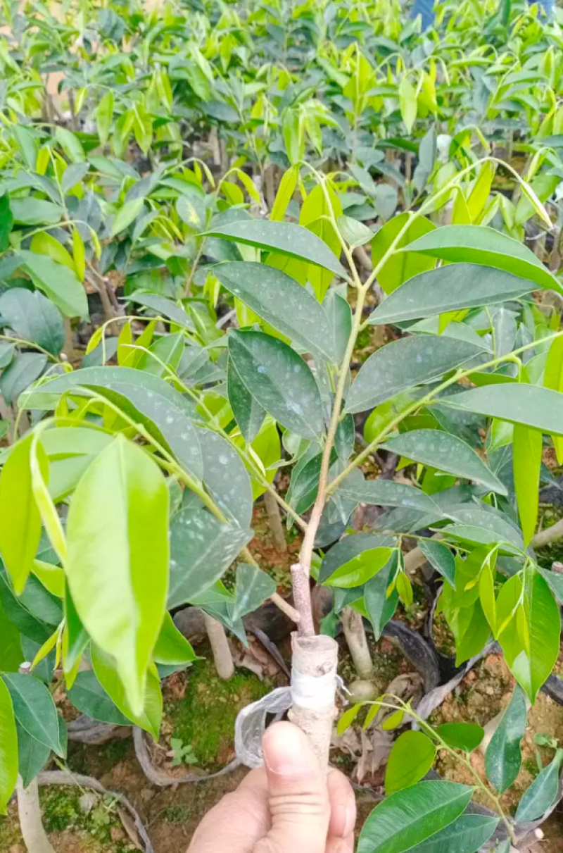 [优选]沉香苗奇楠沉香苗黄花梨树苗沉香嫁接苗包邮