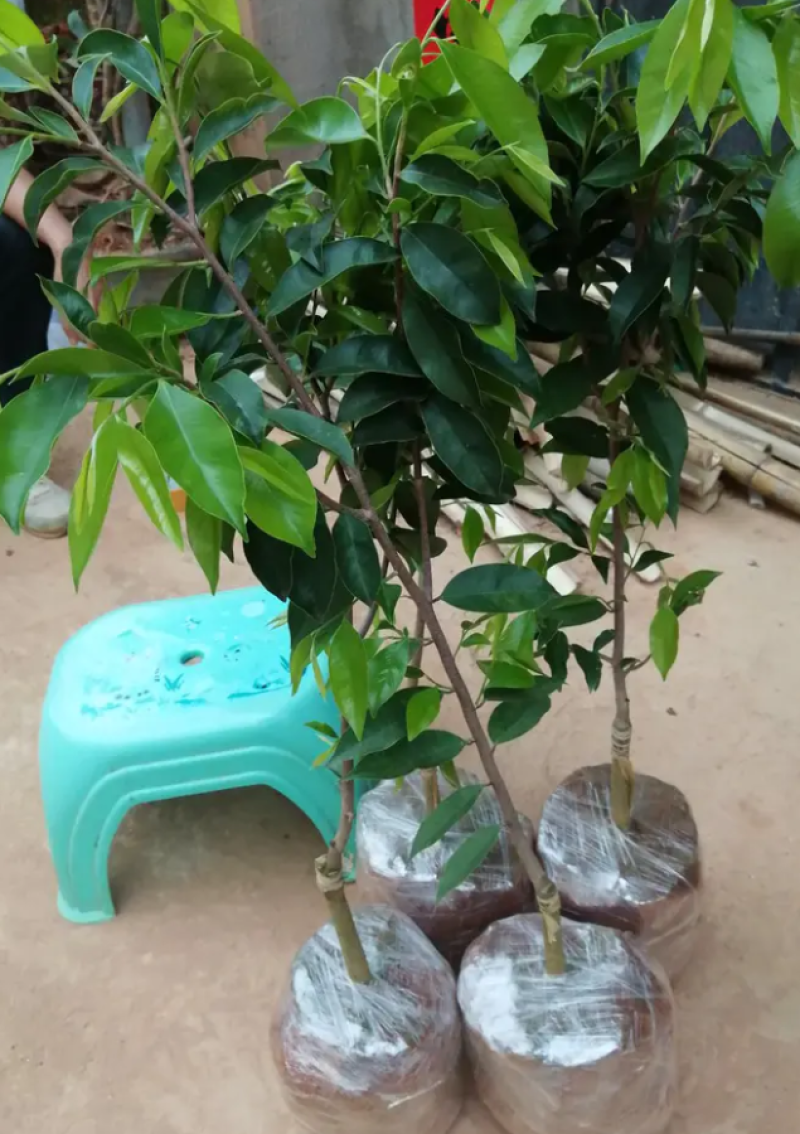 [优选]沉香苗奇楠沉香苗黄花梨树苗沉香嫁接苗包邮