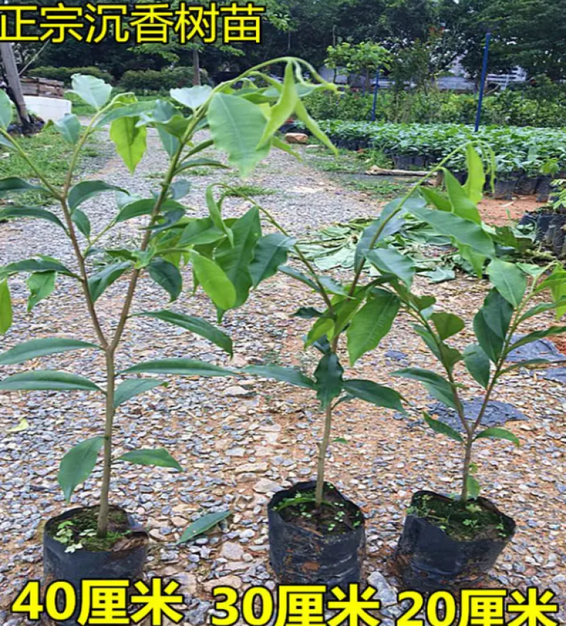 [优选]沉香苗奇楠沉香苗黄花梨树苗沉香嫁接苗包邮