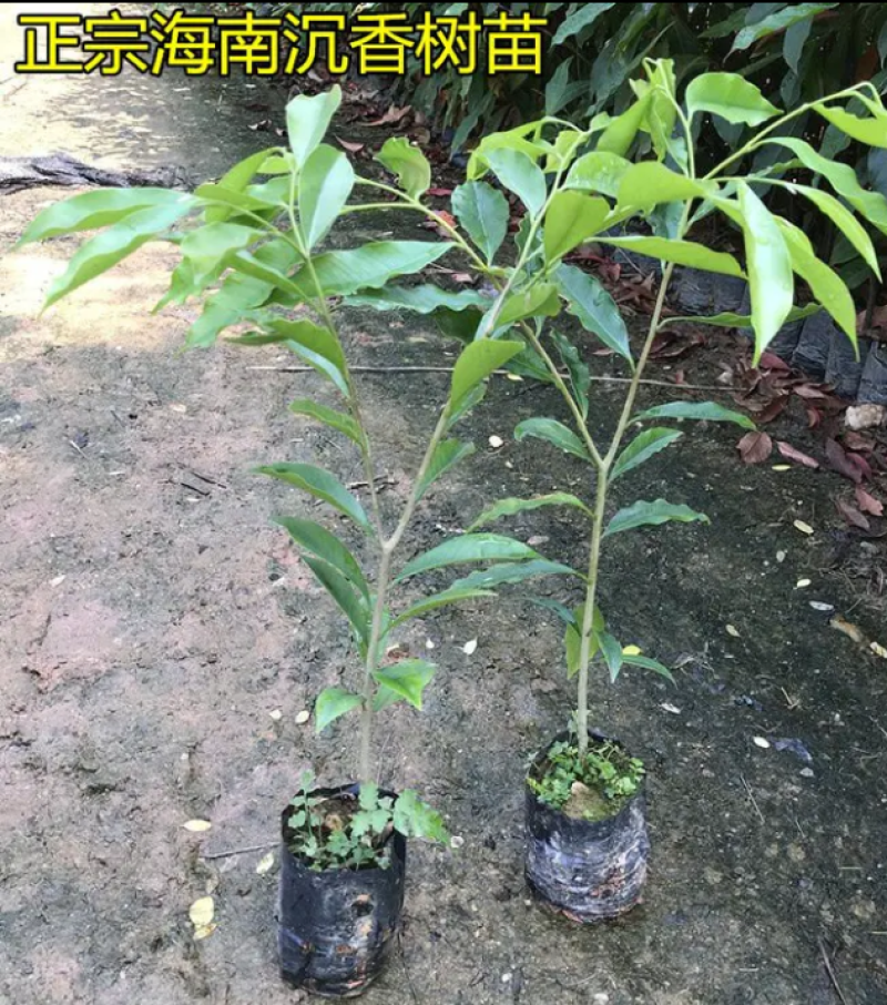 [优选]沉香苗奇楠沉香苗黄花梨树苗沉香嫁接苗包邮