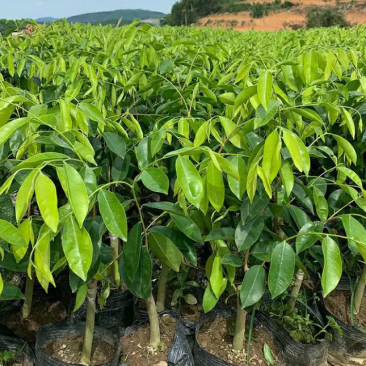 [优选]沉香苗奇楠沉香苗黄花梨树苗沉香嫁接苗包邮