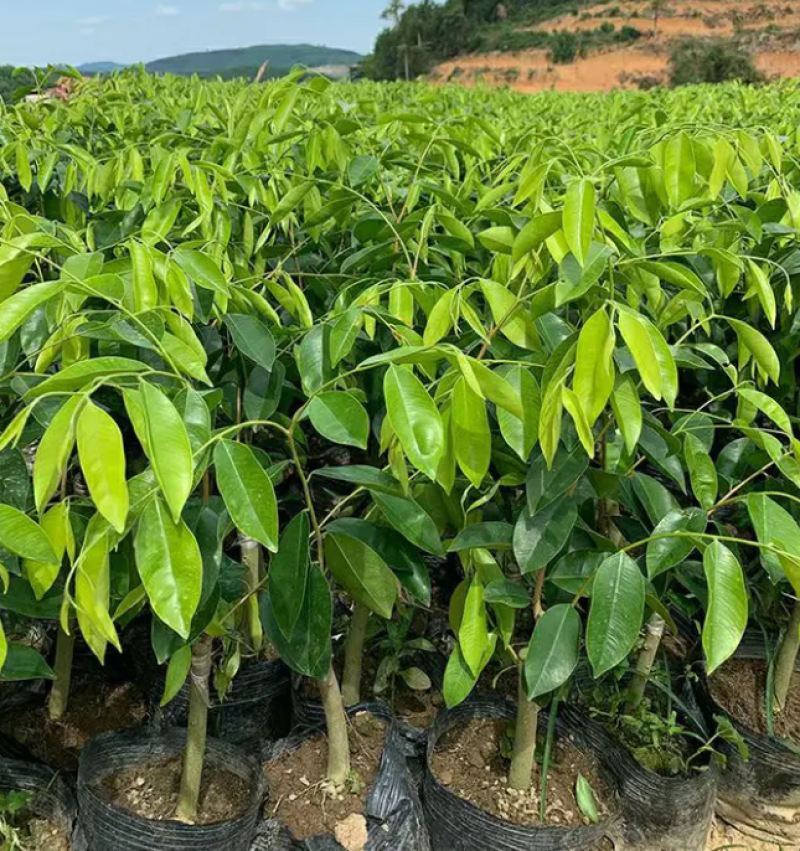 [优选]沉香苗奇楠沉香苗黄花梨树苗沉香嫁接苗包邮