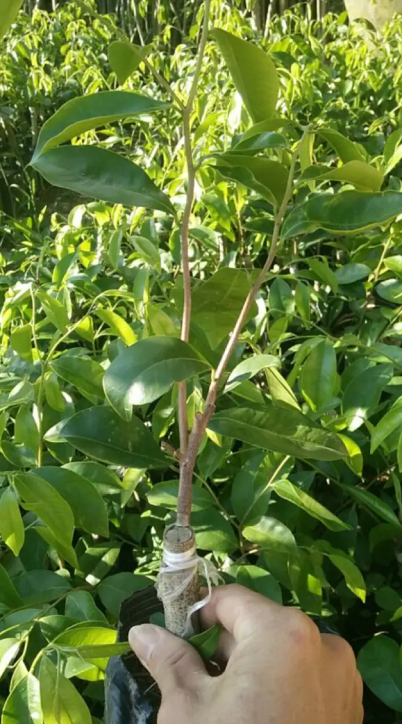 [优选]沉香苗奇楠沉香苗黄花梨树苗沉香嫁接苗包邮