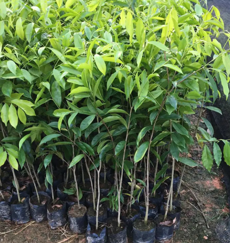 [优选]沉香苗奇楠沉香苗黄花梨树苗沉香嫁接苗包邮