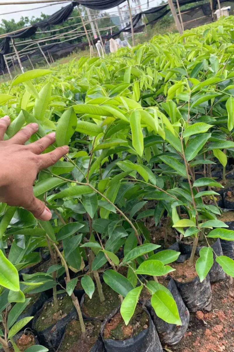 [优选]沉香苗奇楠沉香苗黄花梨树苗沉香嫁接苗包邮