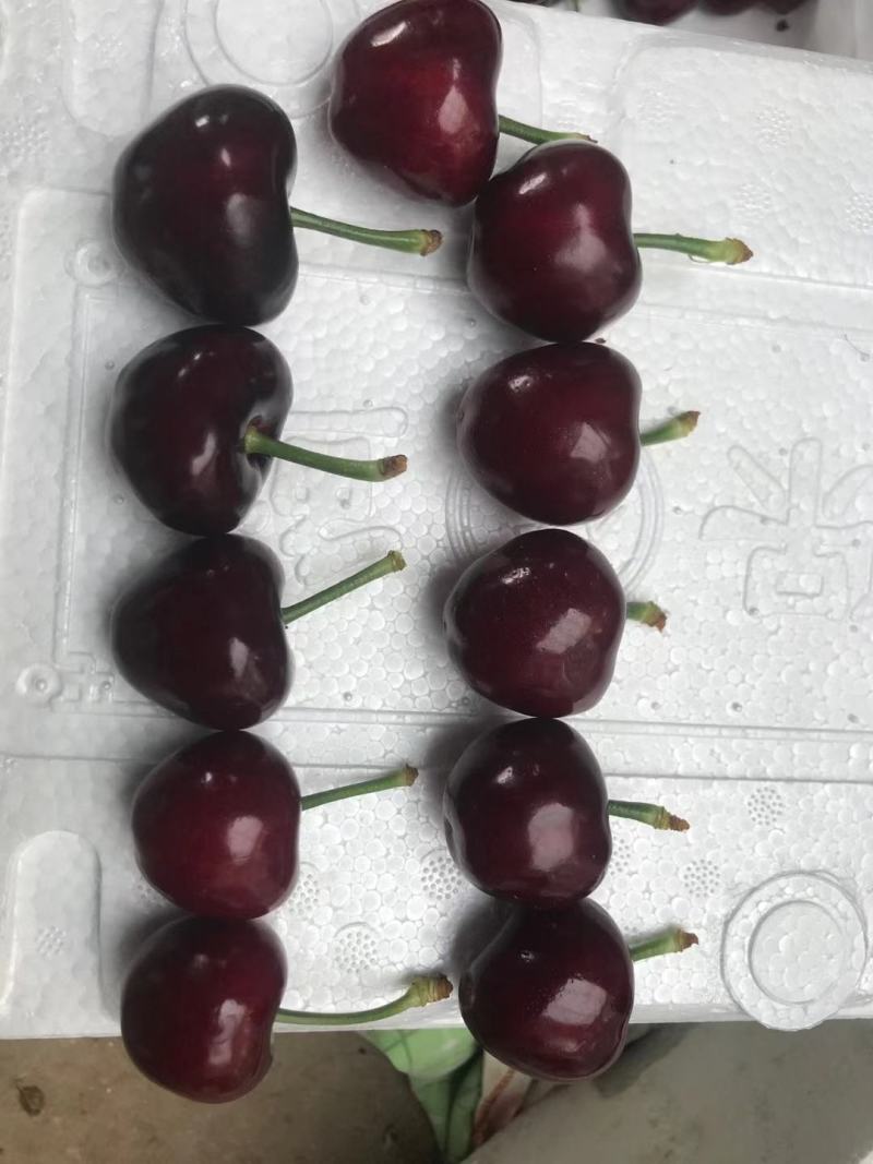 山东大樱桃，美早大樱桃，车厘子，新鲜大樱桃，颜色黑，爆浆