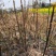 江西中花吴茱萸苗品种纯真免费技术指导