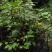 江西中花吴茱萸苗品种纯真免费技术指导