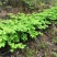 江西中花吴茱萸苗品种纯真免费技术指导