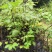 江西中花吴茱萸苗品种纯真免费技术指导