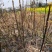 江西中花吴茱萸苗品种纯真免费技术指导