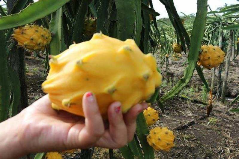 燕窝果苗燕窝火龙果苗嫁接苗黄皮白皮火龙果苗