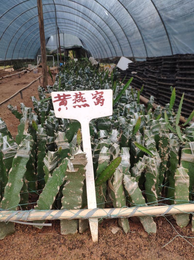 燕窝果苗燕窝火龙果苗嫁接苗黄皮白皮火龙果苗