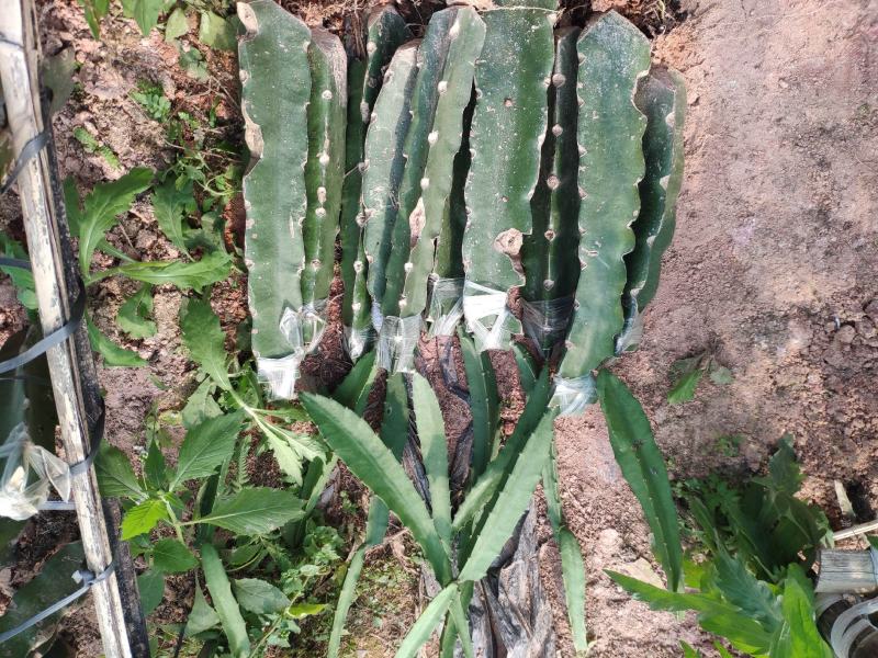 燕窝果苗燕窝火龙果苗嫁接苗黄皮白皮火龙果苗