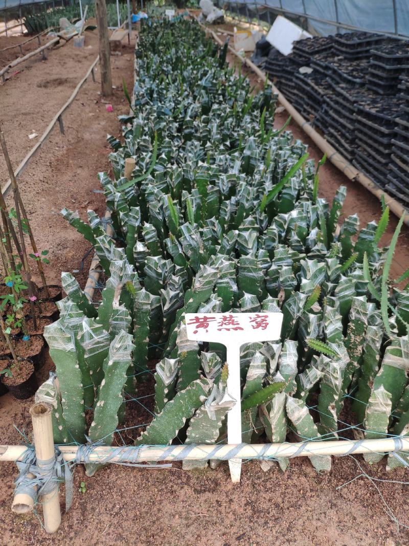 燕窝果苗燕窝火龙果苗嫁接苗黄皮白皮火龙果苗