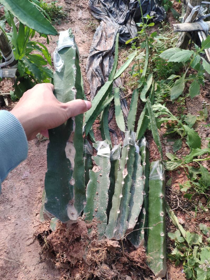 燕窝果苗燕窝火龙果苗嫁接苗黄皮白皮火龙果苗
