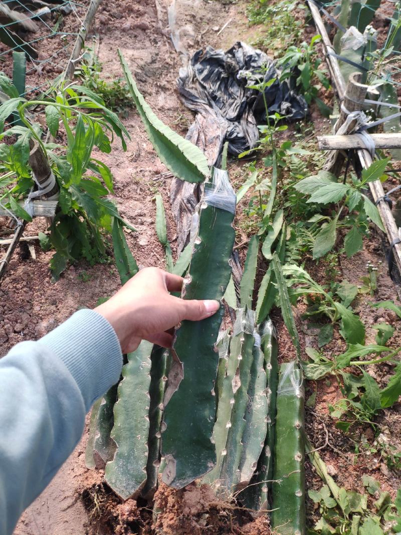 燕窝果苗燕窝火龙果苗嫁接苗黄皮白皮火龙果苗