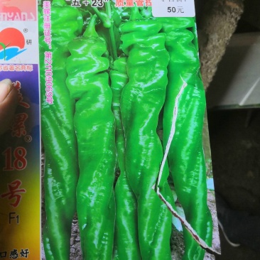 （辣椒苗）茶氏育苗基地常年供应各种各样辣椒苗，欢迎全国各