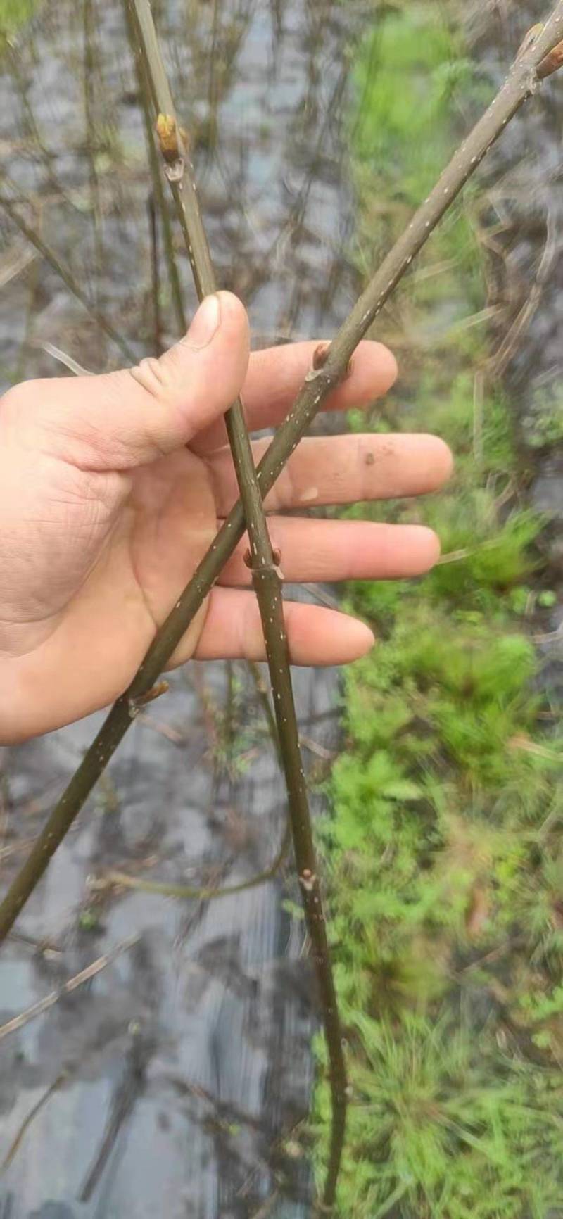 江西吴茱萸一年苗高35Cm以上基地供应苗纯成活高