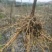 江西吴茱萸一年苗高35Cm以上基地供应苗纯成活高