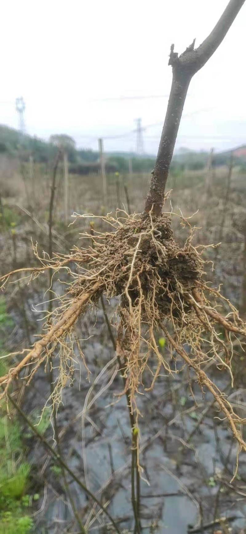 江西吴茱萸一年苗高35Cm以上基地供应苗纯成活高