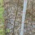江西吴茱萸一年苗高35Cm以上基地供应苗纯成活高