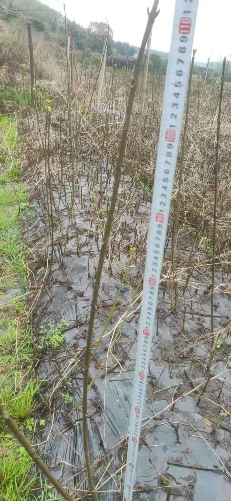 江西吴茱萸一年苗高35Cm以上基地供应苗纯成活高