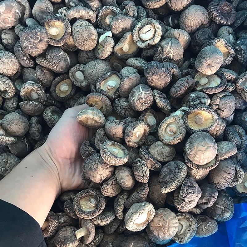 干香菇肉厚一手货源【优质商家，产地直销，供你选择】